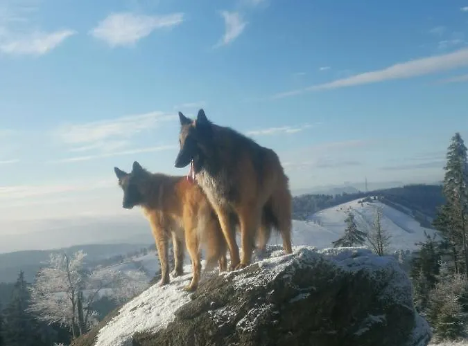 Villa Jaworowy Stok Z Widokiem Na Gory I Ogrodem Jugów